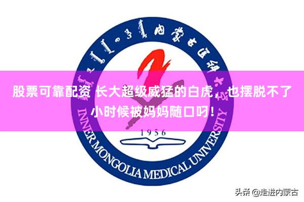 股票可靠配资 长大超级威猛的白虎，也摆脱不了小时候被妈妈随口叼！